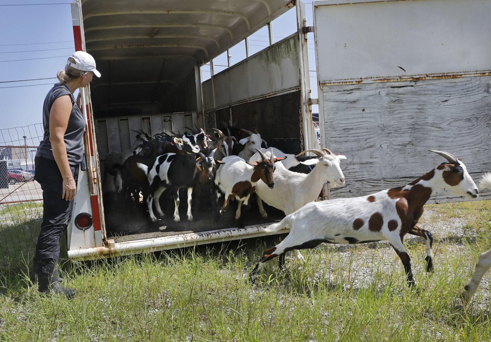 Goats make quick work of urban clearing